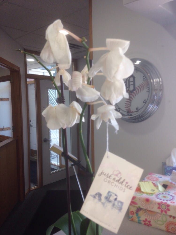 Orchid Flowers Drooping Best Flower Site