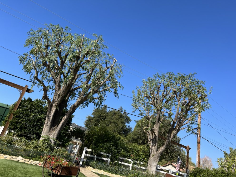 Acevedo Tree Service