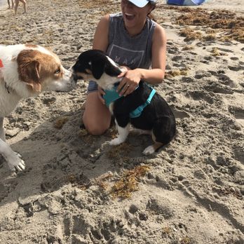 Hollywood Fl Dog Friendly Beach Hollywood Fl Dog Friendly Beach