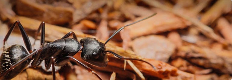 Preventive Pest Control