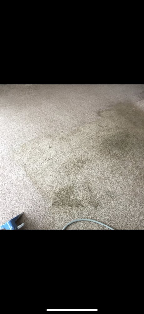 Elite Carpet Cleaning