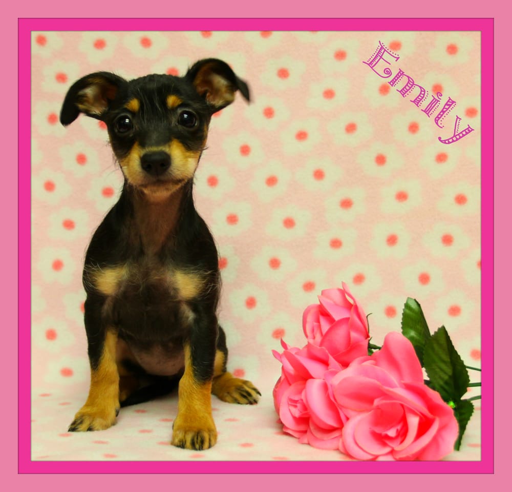 Animal Rescue of Tracy 53 Photos & 37 Reviews Pet Adoption Tracy