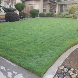 Takao Nursery - UC Verde Buffalograss - 30 Photos - Nurseries