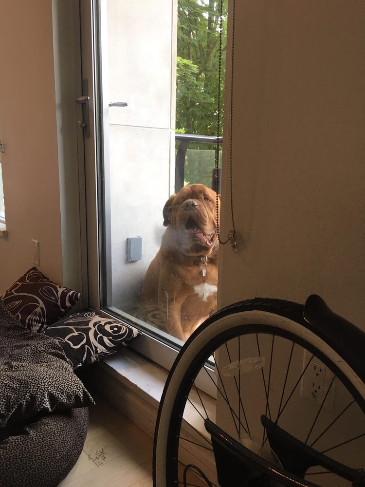 Pro Green Carpet Cleaning