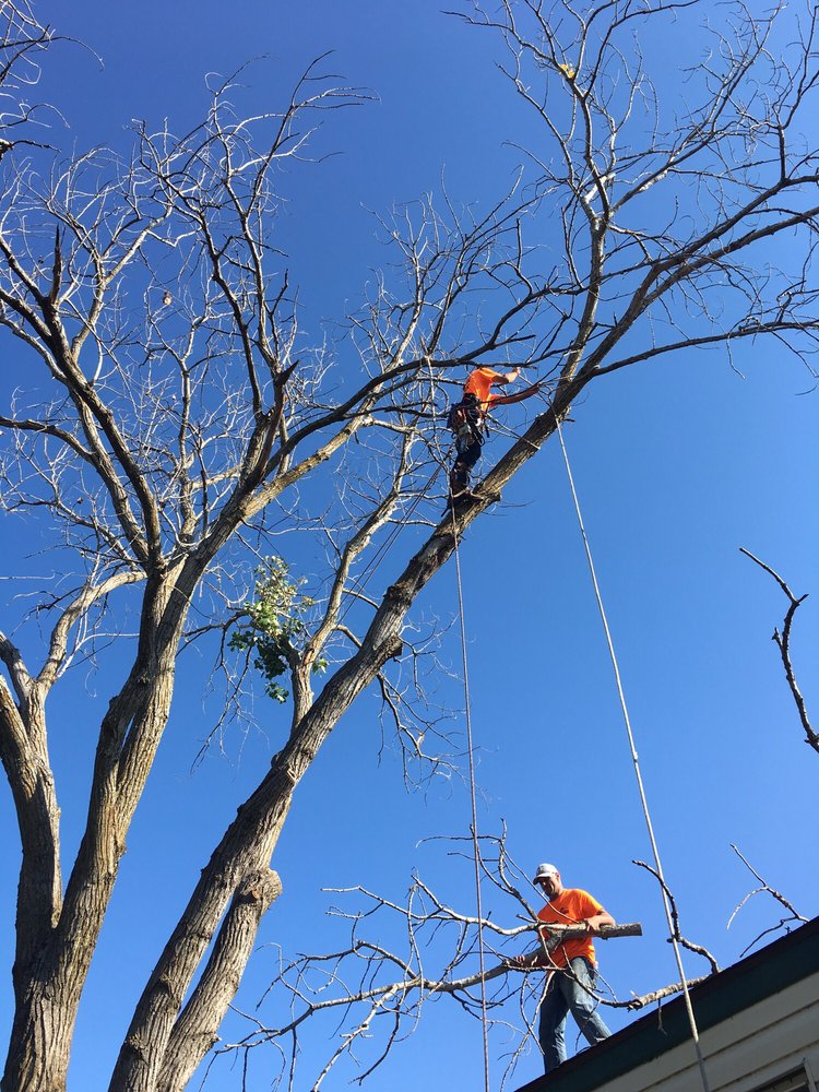 Billy's Tree Service