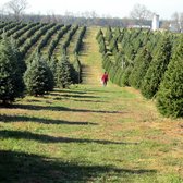 photo of moose apple christmas tree farm berryville va united states - Moose Apple Christmas Tree Farm photo of moose apple christmas tree farm berryville va united states - Moose Apple Christmas Tree Farm