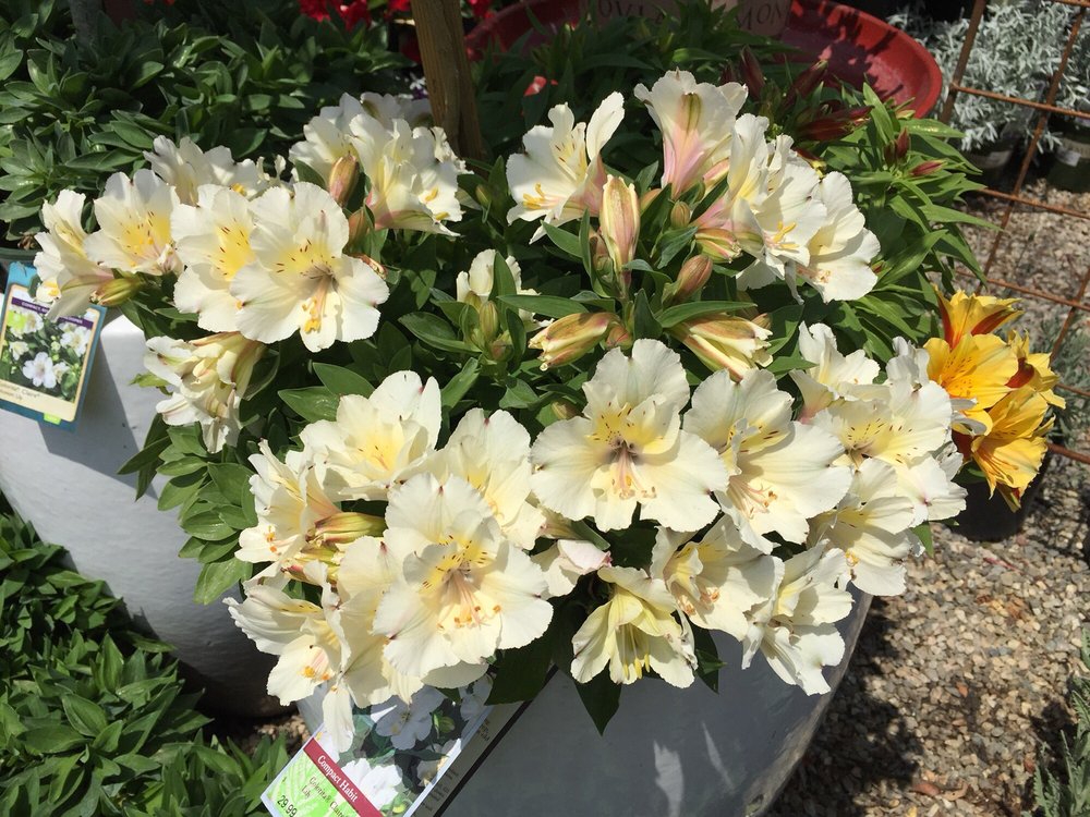 Fotos Zu Armstrong Garden Centers Yelp Foto Zu Armstrong Garden Centers Newport Beach Ca Vereinigte Staaten
