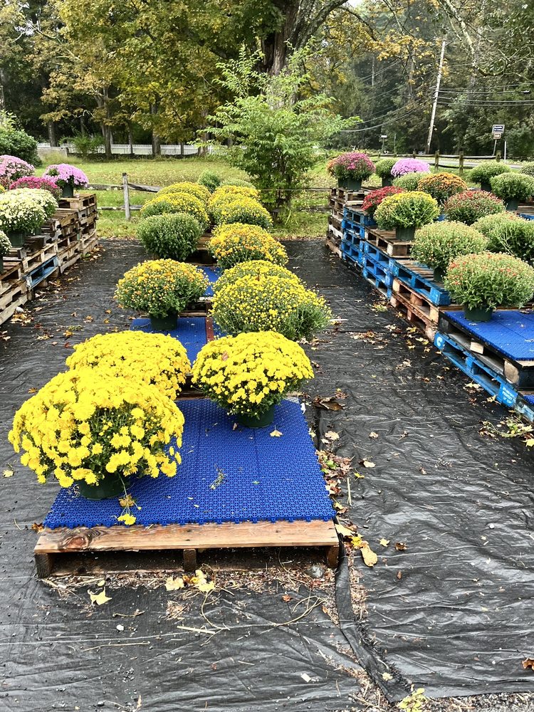 Sunfrost Farms