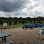 photo of pipe creek christmas tree farm pipe creek tx united states - Pipe Creek Christmas Tree Farm photo of pipe creek christmas tree farm pipe creek tx united states - Pipe Creek Christmas Tree Farm
