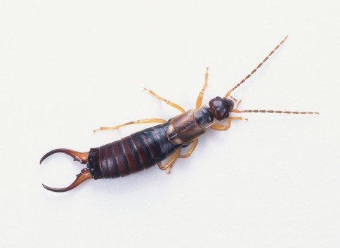Leaf Pest Management