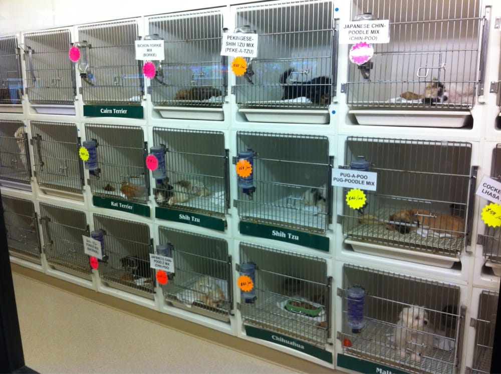 puppies to guppies closed pet shops 332 silas creek puppies to guppies closed pet shops 332 silas creek