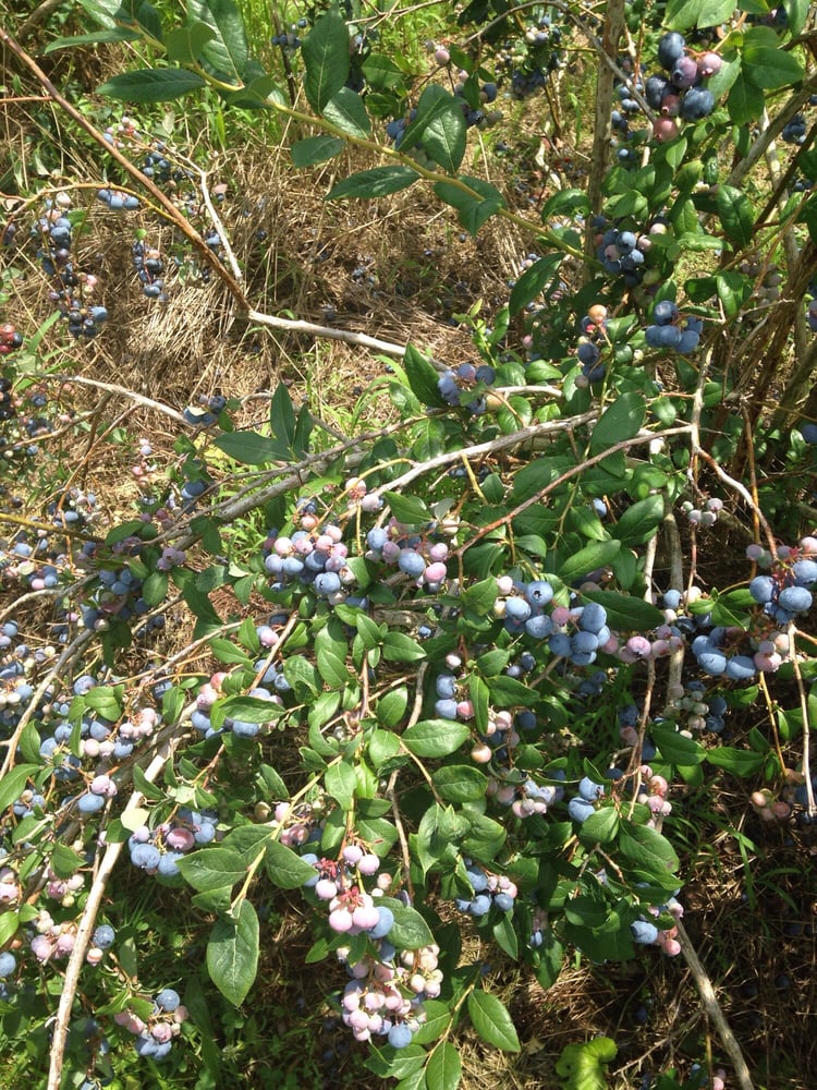 Blueberry Patch Greenhouse & Gift Shoppe 16 Photos & 17 Reviews