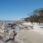 Driftwood Beach 213 Photos 55 Reviews Beaches N End Of Photo Of Driftwood Beach Jekyll Island Ga United States Bring Camera