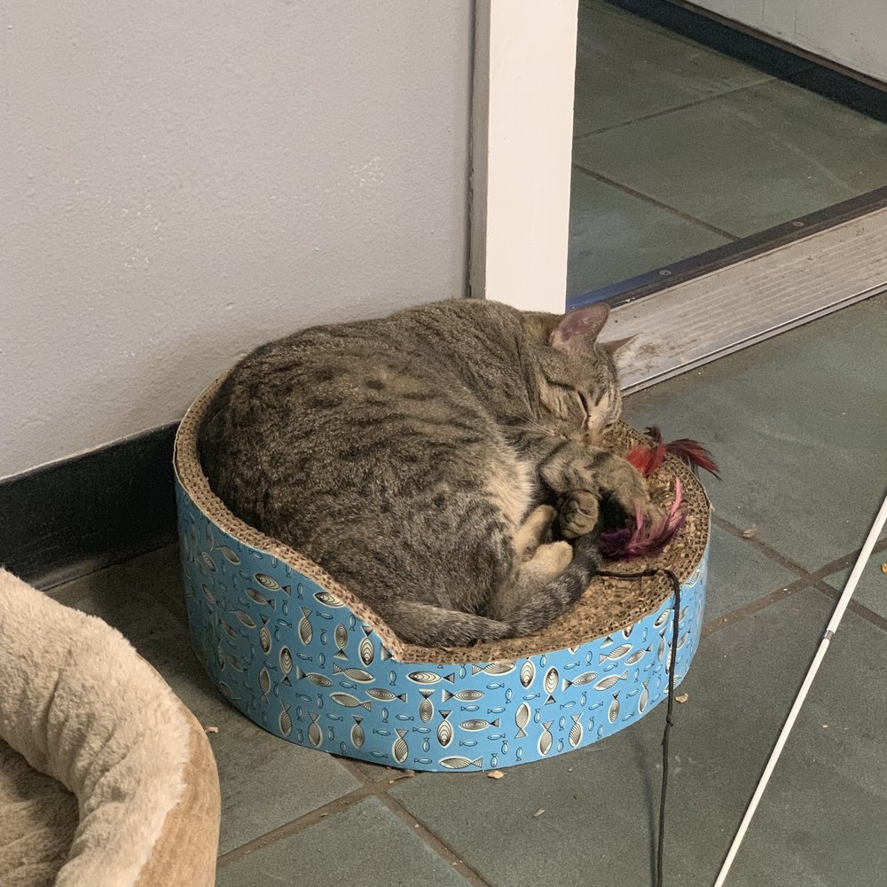 NOLA Automotive Repairs