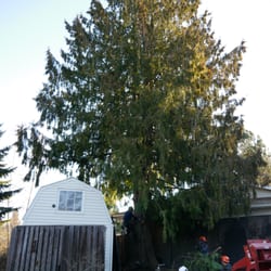 Tree Service Beaverton  Photo of Beaver Tree Service - Beaverton, OR, United States. We removed this