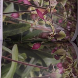 Orchid Show - Fort Lauderdale Orchid Society - 49 Photos - Festivals