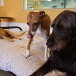 3 Dogs Boarding And Daycare 34 Reviews Pet Sitting 5430 Ne Photo Of 3 Dogs Boarding And Daycare Portland Or United States