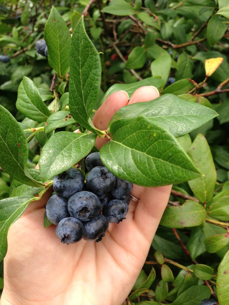 Tammen Treeberry Farm Nurseries & Gardening 37131 Essex Rd