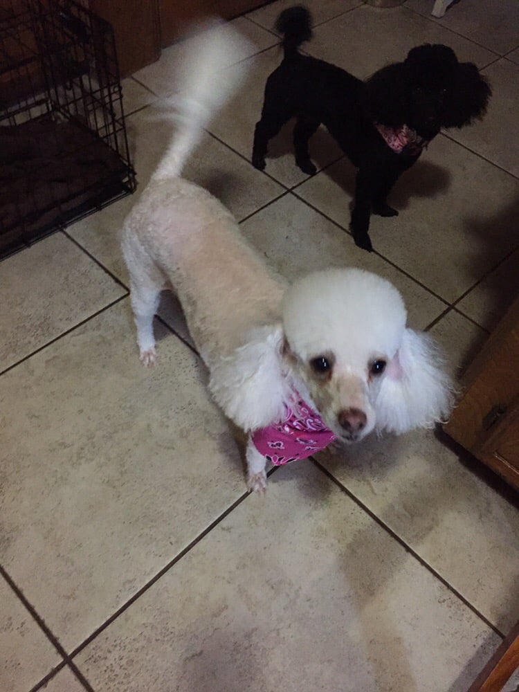 Dog S Day Inn 21 Photos 27 Reviews Pet Training 1771 Dog S Day Inn 21 Photos 27 Reviews Pet Training 1771 Westgreen Blvd Katy Tx Phone Number Last Updated December 17 2018 Yelp