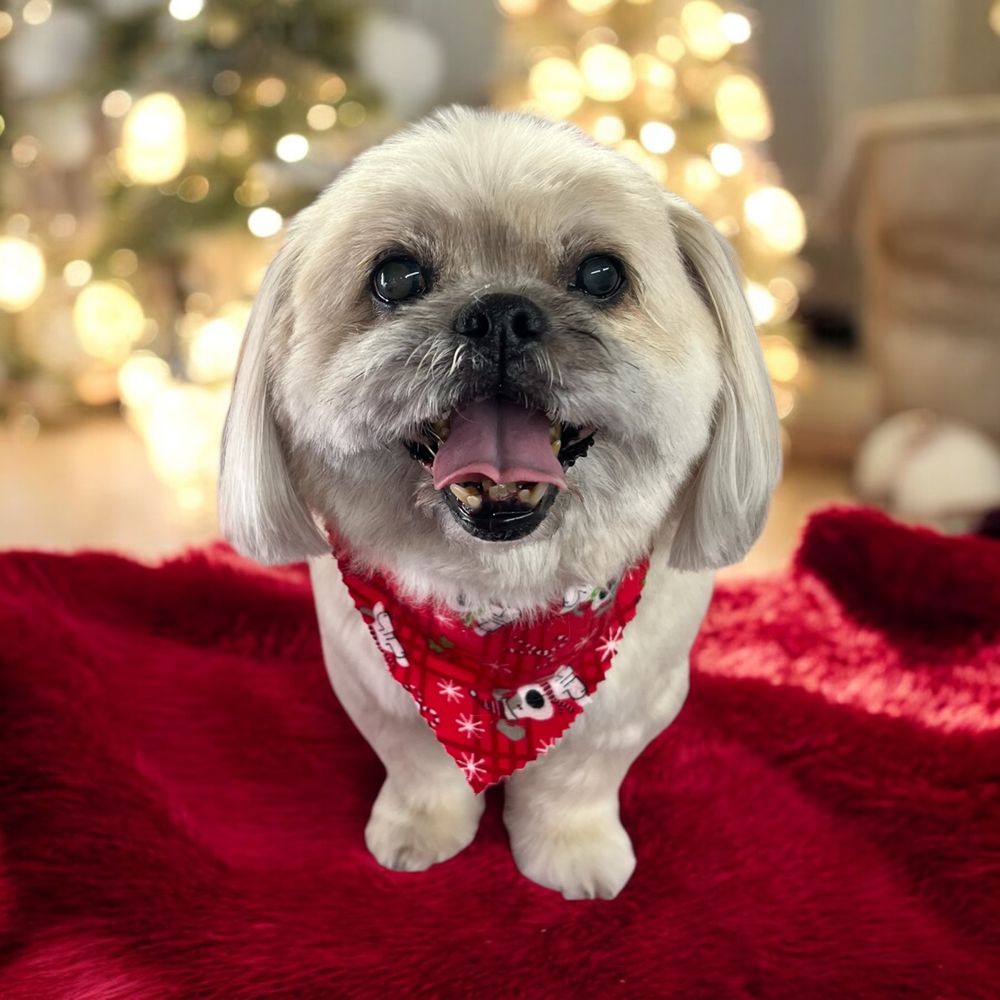 Park & Bark Mobile Pet Grooming Image