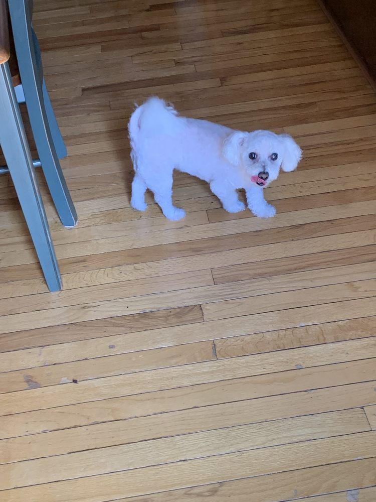 Shake It Off Mobile Pet Salon