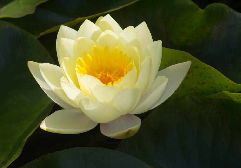 Ruth Bancroft Garden 130 Photos & 34 Reviews Botanical Garden 1552 Bancroft Rd Walnut