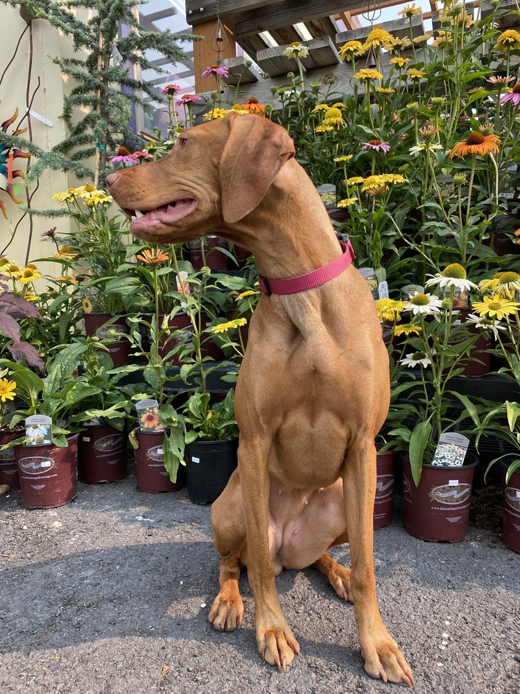 Judy's Enchanted Garden