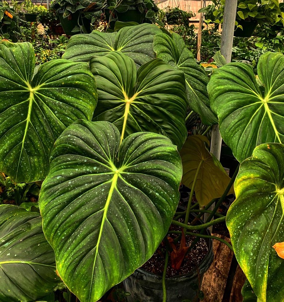 Growin Green Nursery