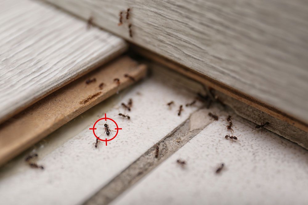 Arrow Pest Control