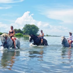 Cypress Breeze Beach Horseback Rides 13 Photos Riding Photo Of Cypress Breeze Beach Horseback Rides Saint Petersburg Fl United States