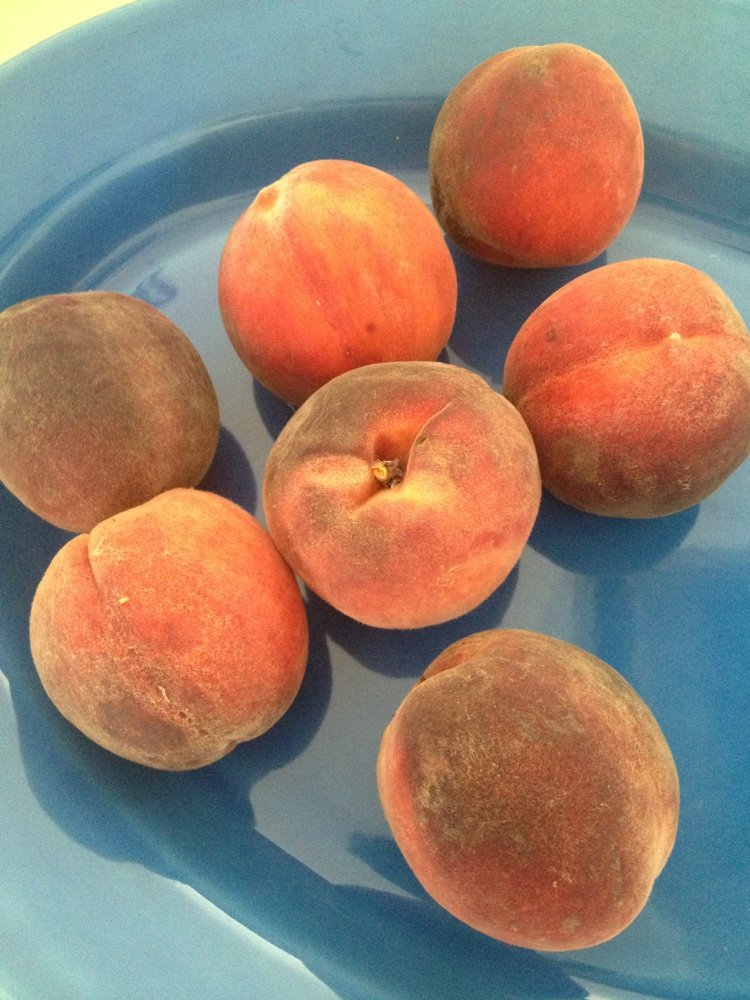 Point Harbor Pick Your Own