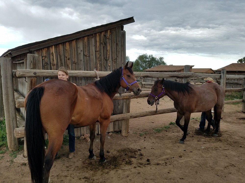 Chatfield Stables 39 Photos & 70 Reviews Horse Boarding 11500 N