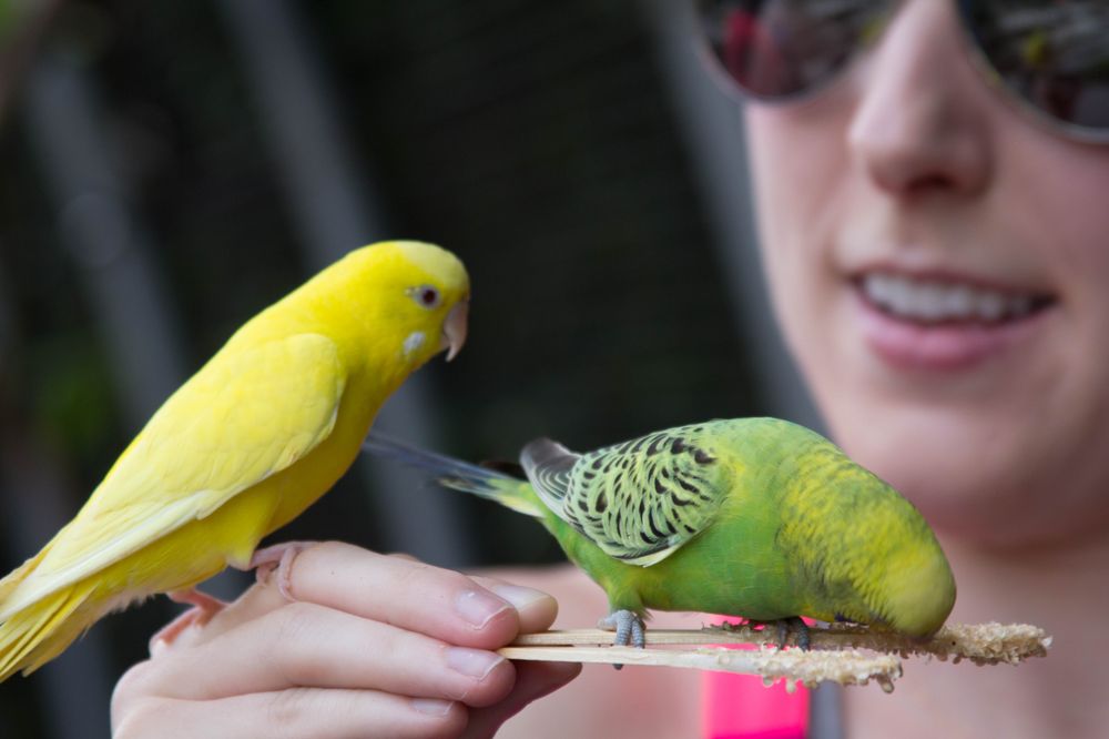 Roer's Zoofari