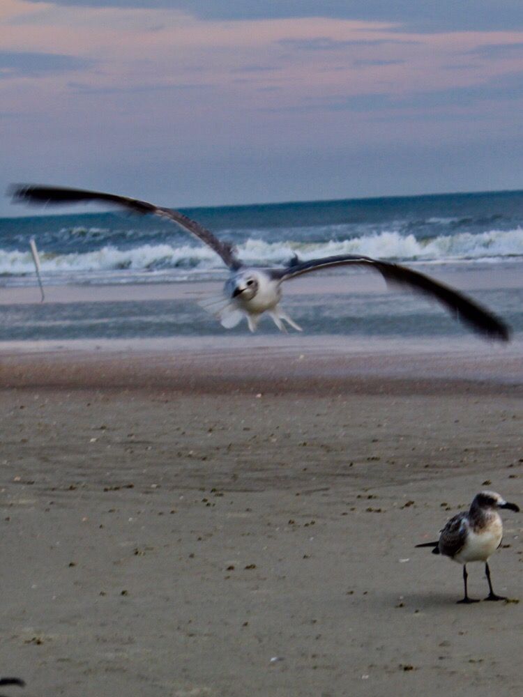 Mary McLeod Bethune Beach Park 10 Photos Beaches 6656 S Atlantic