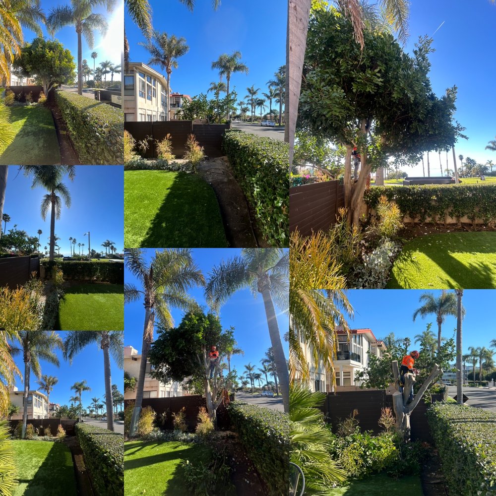 Al’s Tree Care