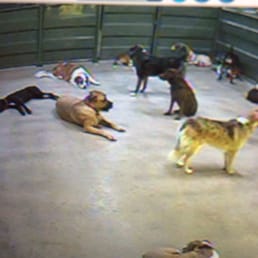 Camp bow wow san antonio Camp Bow Wow® offers premier dog care services in San Antonio. Our doggy day care services are perfect for busy pet parents because your pup can get the exercise and socialization they need, and you can pick up a tired, and happy Camper.