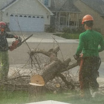 Clovis Tree Service 34 Photos 11 Reviews Services Photo Of Clovis Tree Service Ca United States Me King Out