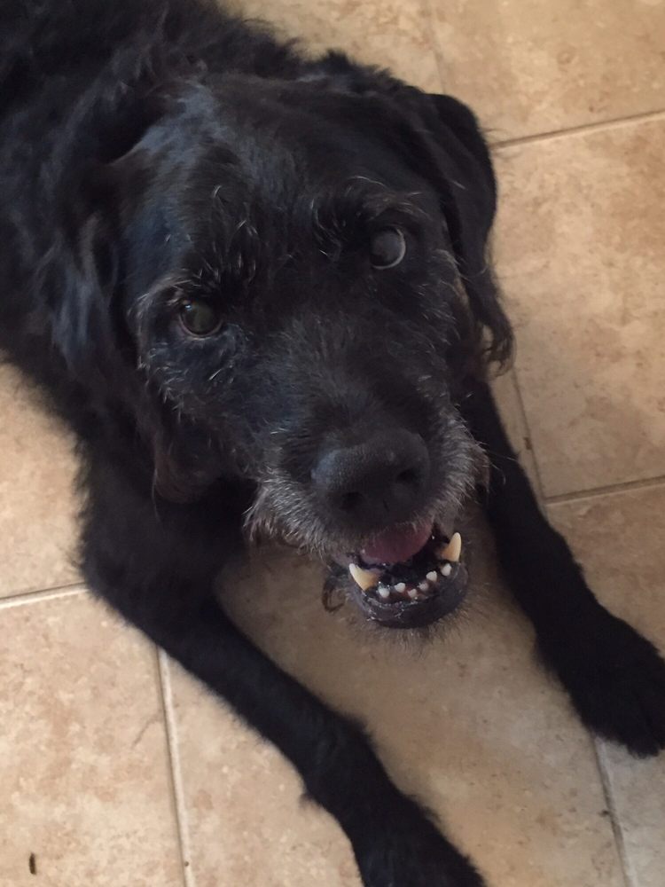 Lost Dog and Cat Rescue Foundation