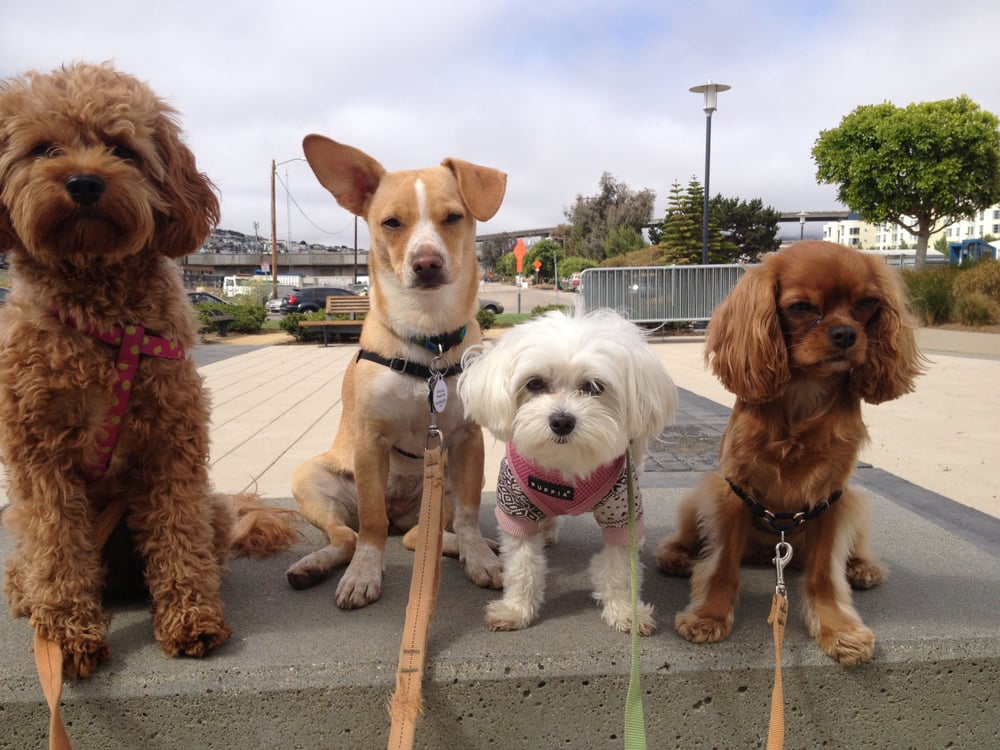 Bark Avenue Doggy Day Care 16 Photos & 34 Reviews Dog Walkers 301