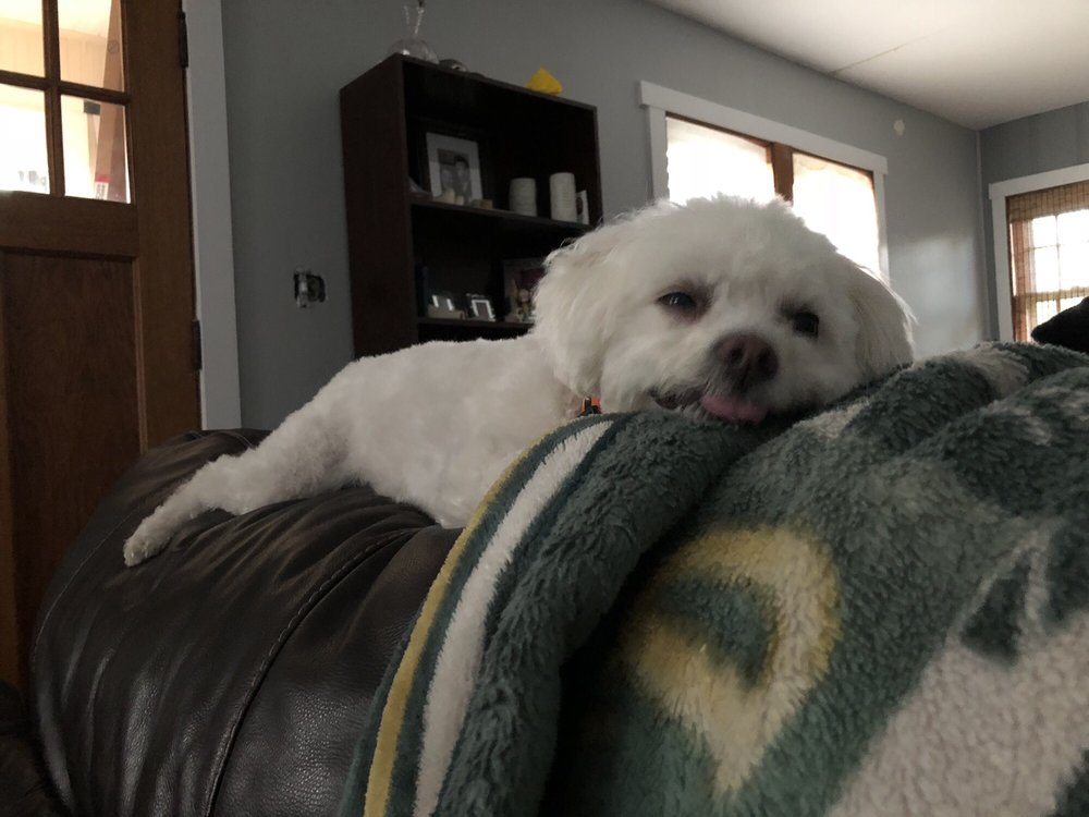 Petland 56 Photos & 30 Reviews Pet Stores 815 E Rollins Rd, Round