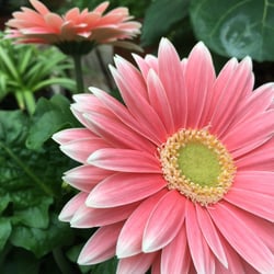 King S Greenhouse 108 Photos Nurseries Gardening 524 Photo Of King S Greenhouse Stallings Nc United States Shasta Daisy
