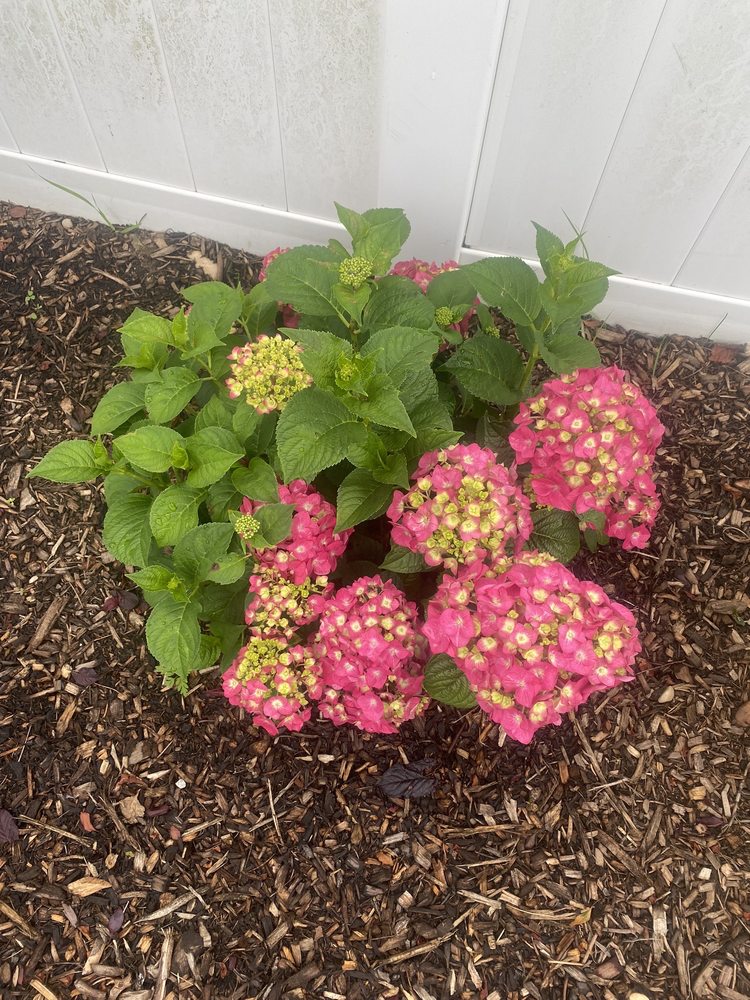 The Natural Way Organic Landscaping