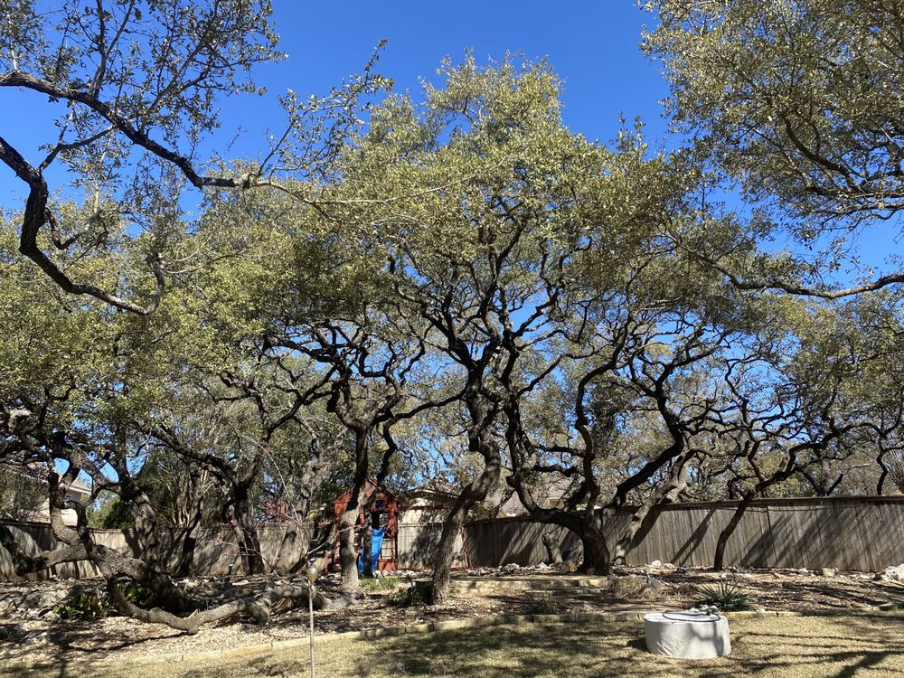 King Tree Service