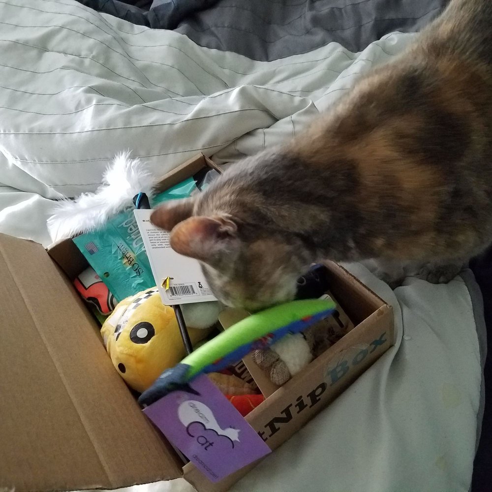 Creature Comforts Pet Sitting of Seattle