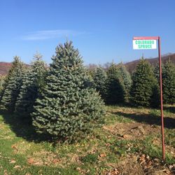 flemings christmas tree farms llc christmas trees 1803 fleming christmas tree farm pittsburgh pa
