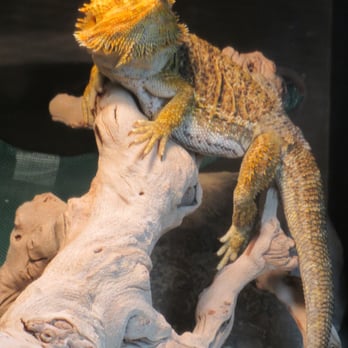 Reptile Island - 84 Photos & 101 Reviews - Pet Stores - 7157 Katella