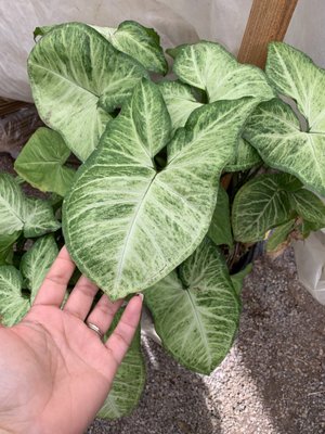 Andersons La Costa Nursery 400 Ave Encinitas Ca Garden Reviews