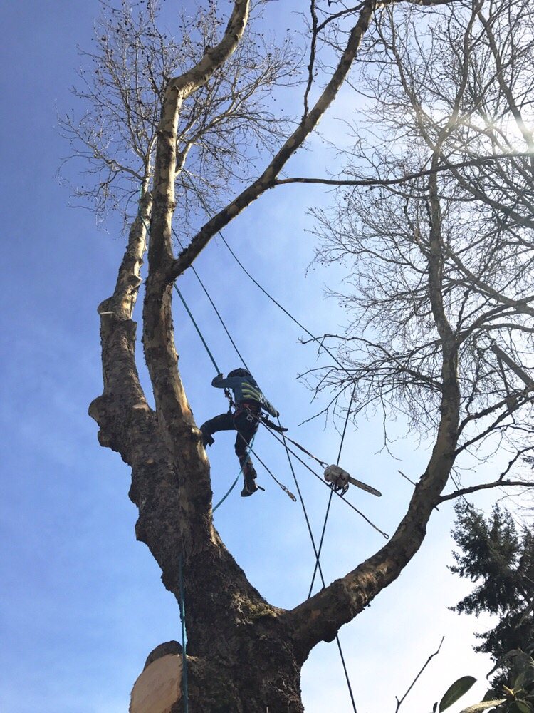 Dominant Tree Service