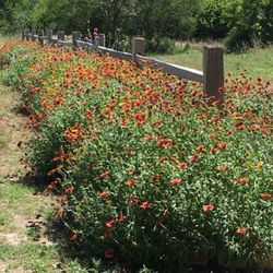 Gill Landscape Nursery 16 Photos Reviews Nurseries Photo Of Gill Landscape Nursery Corpus Christi Tx United States Beautiful Wildflower