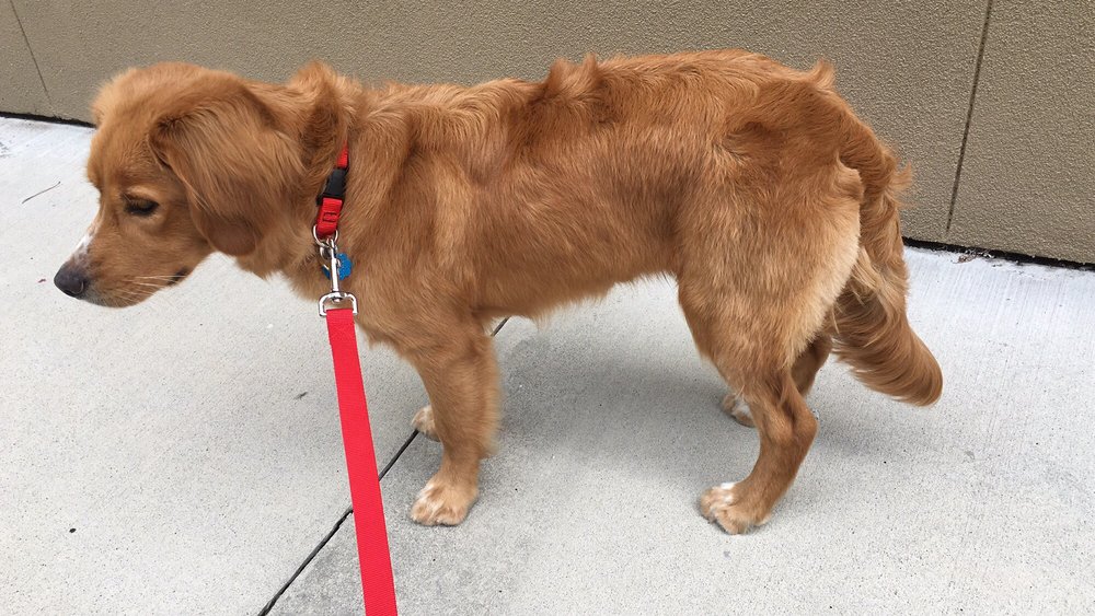 PupNCuts 36 Photos & 50 Reviews Pet Groomers 4280 Peachtree Rd